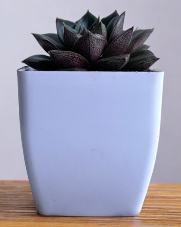 echeveria purposurum in a white pot