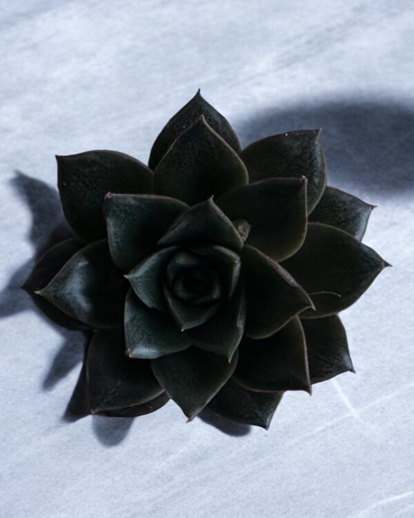 echeveria purposurum top view