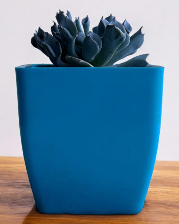 echeveria trumpet in a blue pot