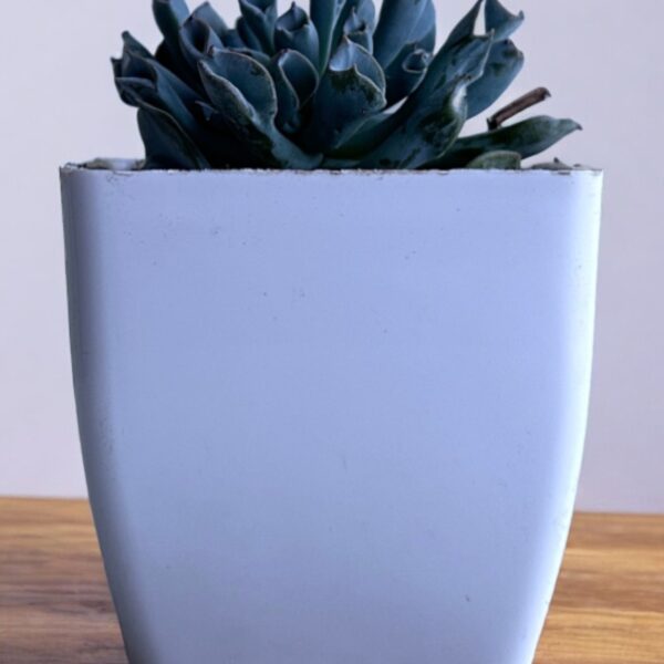 echeveria trumpet in a white pot