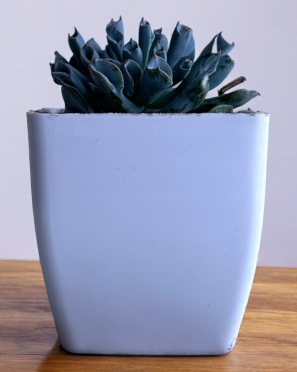 echeveria trumpet in a white pot