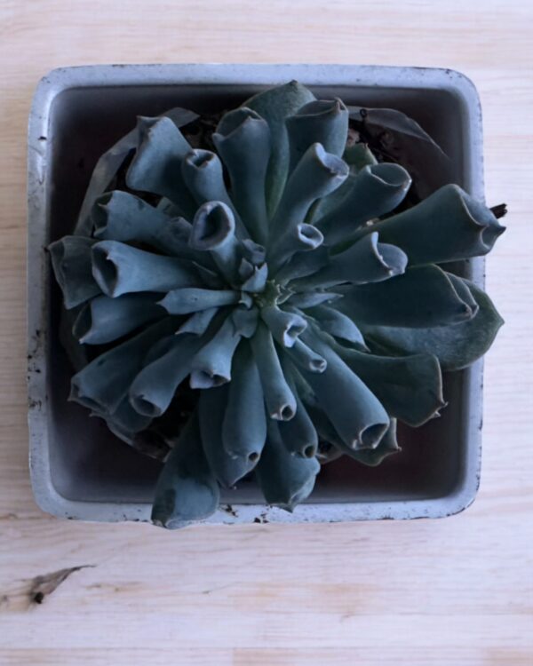 echeveria trumpet top view