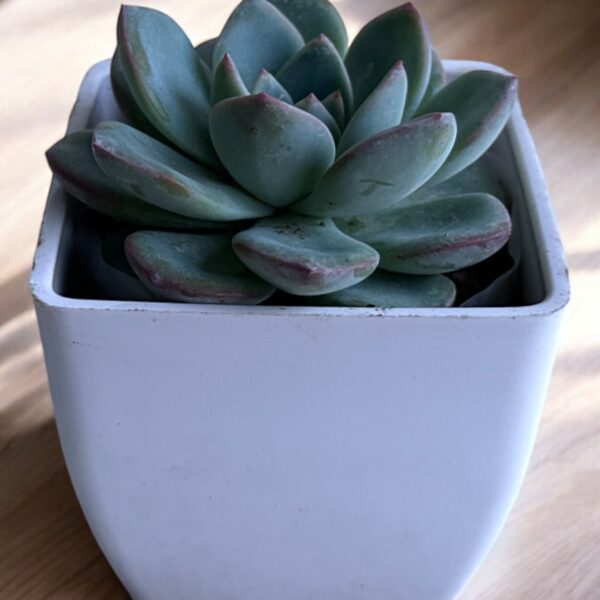 echeveria in a white pot