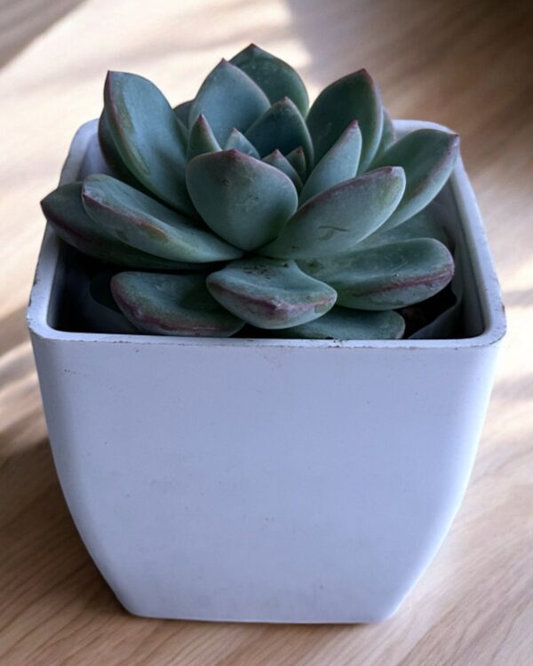 echeveria in a white pot