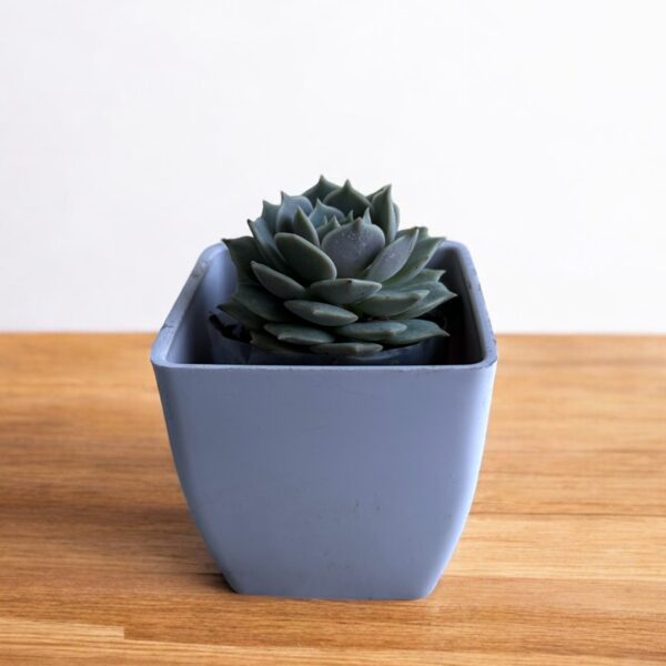 echeveri lola in a white pot
