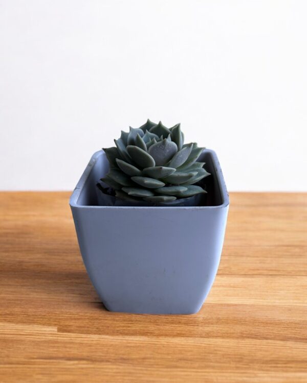 echeveri lola in a white pot