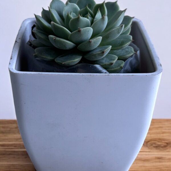 echeveria in a white pot