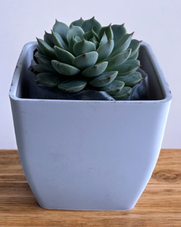 echeveria in a white pot