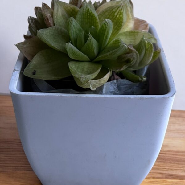 cymbiformis yellow variegated in a white pot