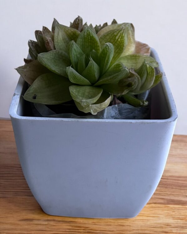 cymbiformis yellow variegated in a white pot