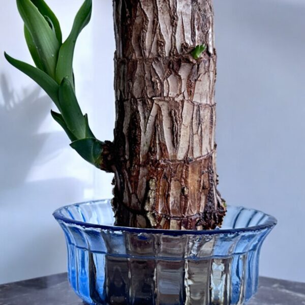 brazil wood in a glass pot