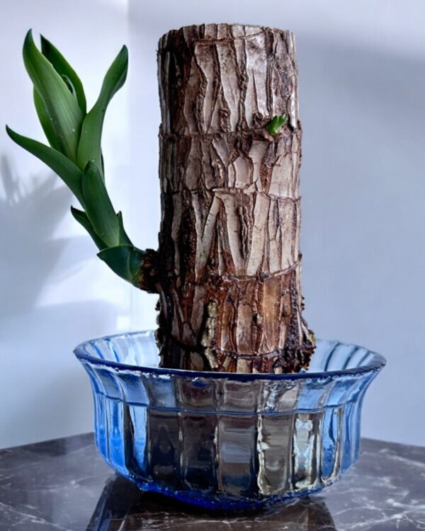 brazil wood in a glass pot
