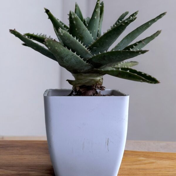 aloevera brevifolia in a white pot