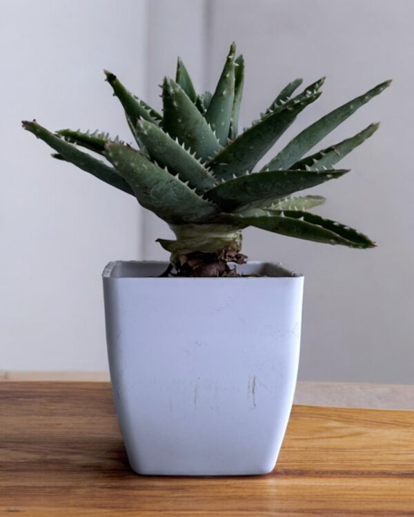 aloevera brevifolia in a white pot